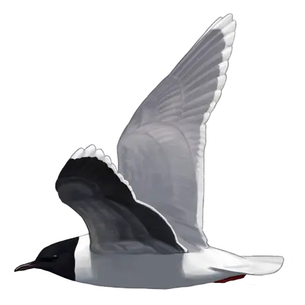 Ilustração Gaivota-pequena