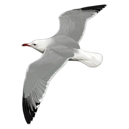 Ilustração Gaivota-de-audouinii