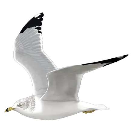 Ilustração Gaivota-de-bico-riscado