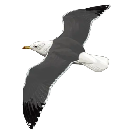 Ilustração Gaivota-d'asa-escura