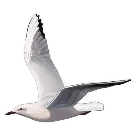 Ilustração Gaivota-de-bico-fino