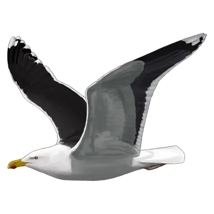 Ilustração Gaivotão-real