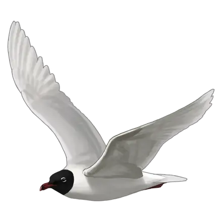 Ilustração Gaivota-de-cabeça-preta