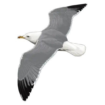 Ilustração Gaivota-de-patas-amarelas