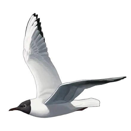 Ilustração Guincho