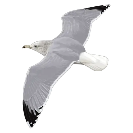 Ilustração Gaivota-prateada-americana