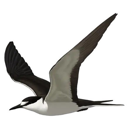 Ilustração Garajau-de-dorso-preto