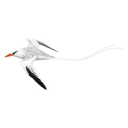 Ilustração Rabijunco
