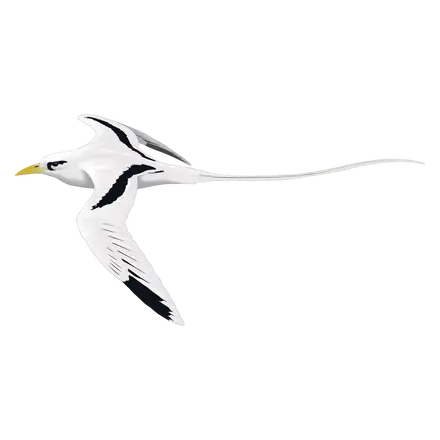 Ilustração Rabijunco-de-bico-amarelo