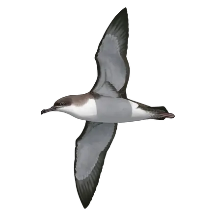 Ilustração Pardela-de-yelkouan