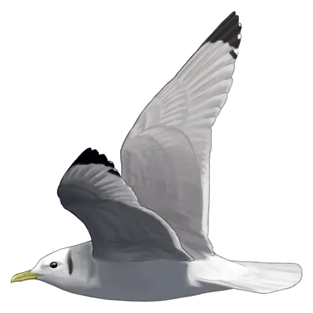 Ilustração Gaivota-tridáctila