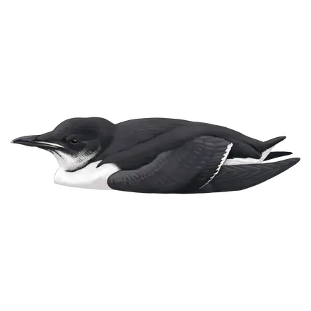 Ilustração Airo-de-freio