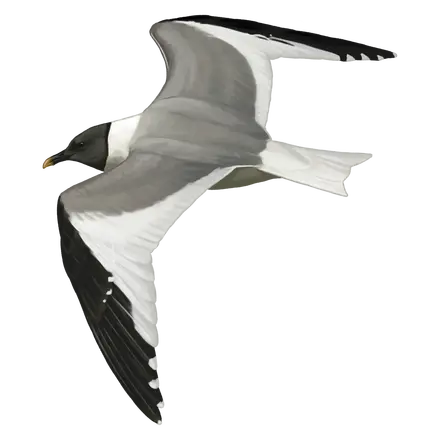 Ilustração Gaivota-de-sabine