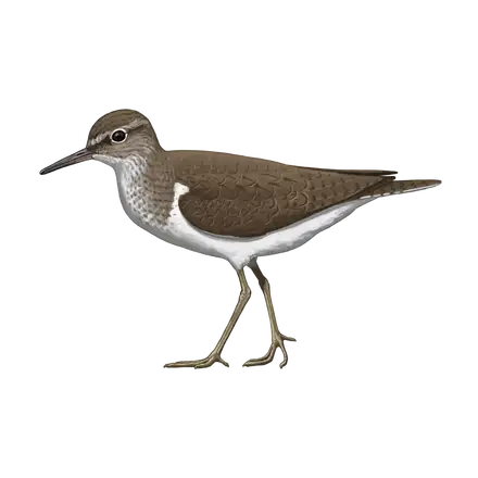Ilustração Maçarico-das-rochas