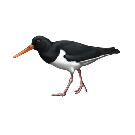Ilustração Ostraceiro