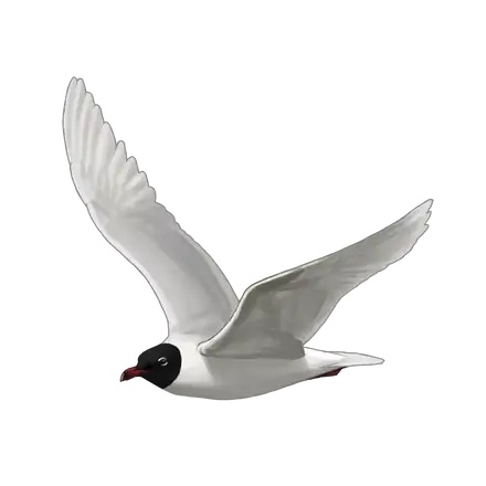 Ilustração Gaivota-de-cabeça-preta