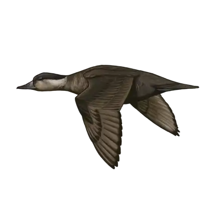 Ilustração Negrola