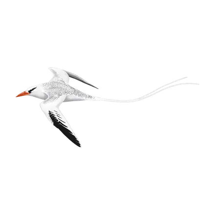 Ilustração Rabijunco