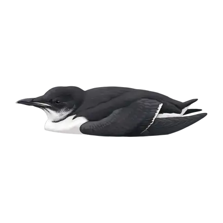 Ilustração Airo-de-freio