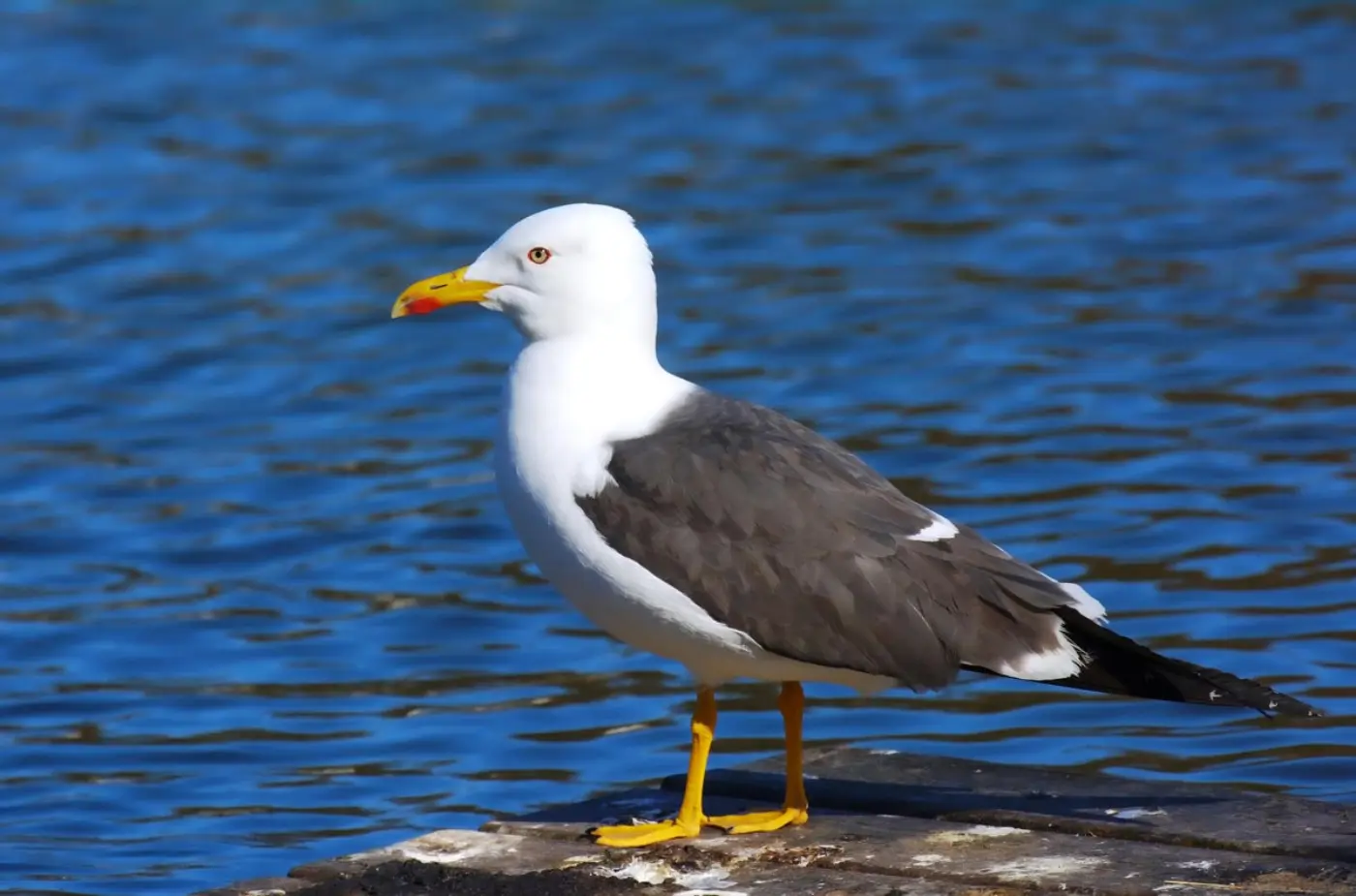 Gaivota-d’asa-escura adulta pousada num porto, com dorso cinzento-escuro, cabeça e partes inferiores brancas, pernas amarelas, bico amarelo com mancha vermelha e pontas das asas escuras.