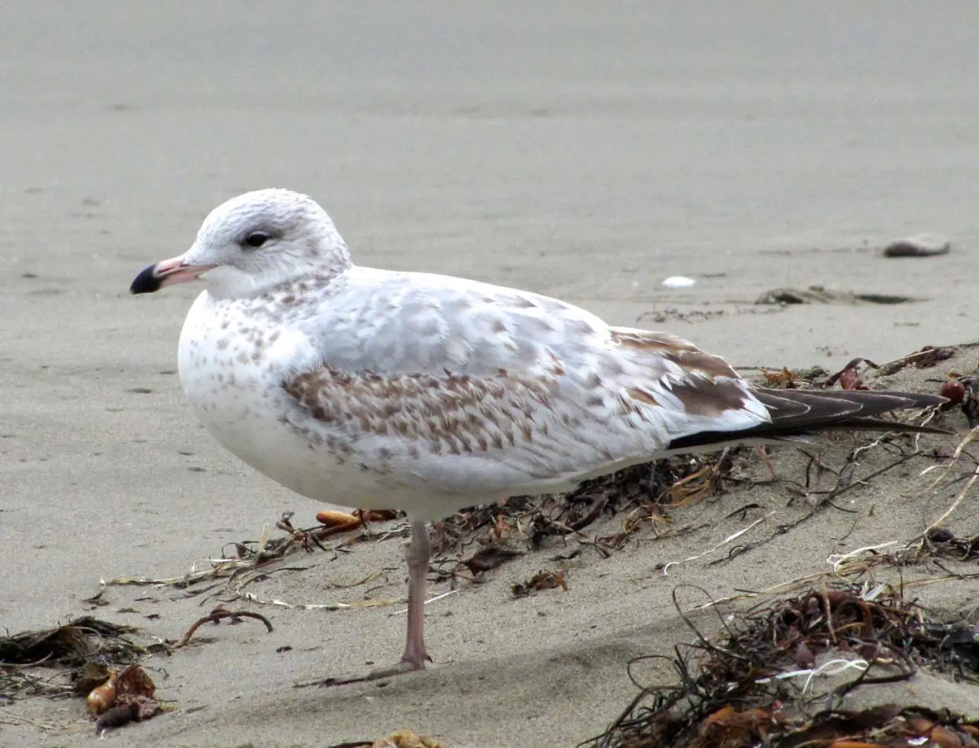 Gaivota-de-bico-riscado imatura pousada na areia, com plumagem castanha