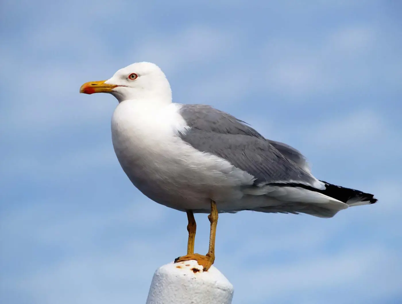 Gaivota-de-patas-amarelas adulta pousada, com patas amarelas vivas, bico amarelo e manto e asas cinzento-médio