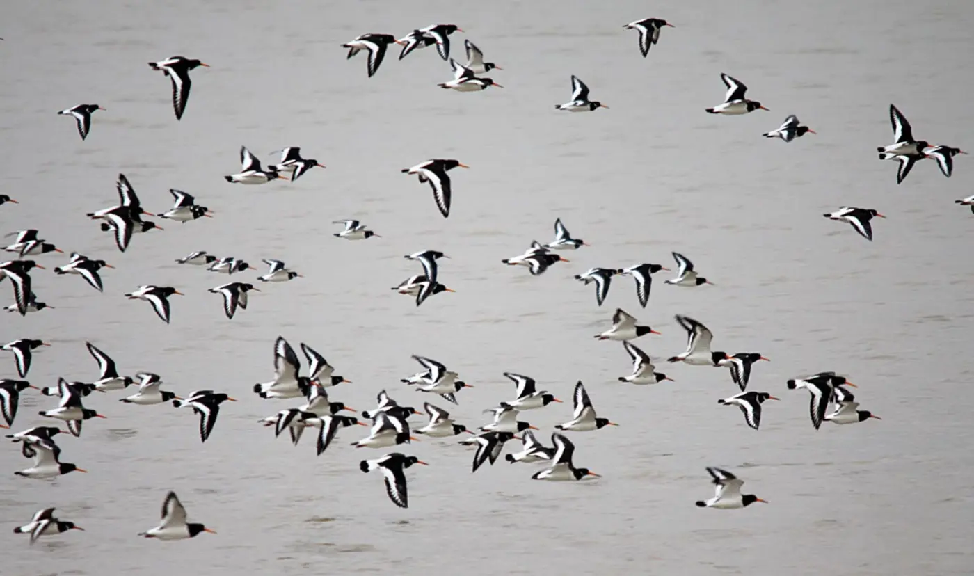 Grupo de ostraceiros em voo sobre a água