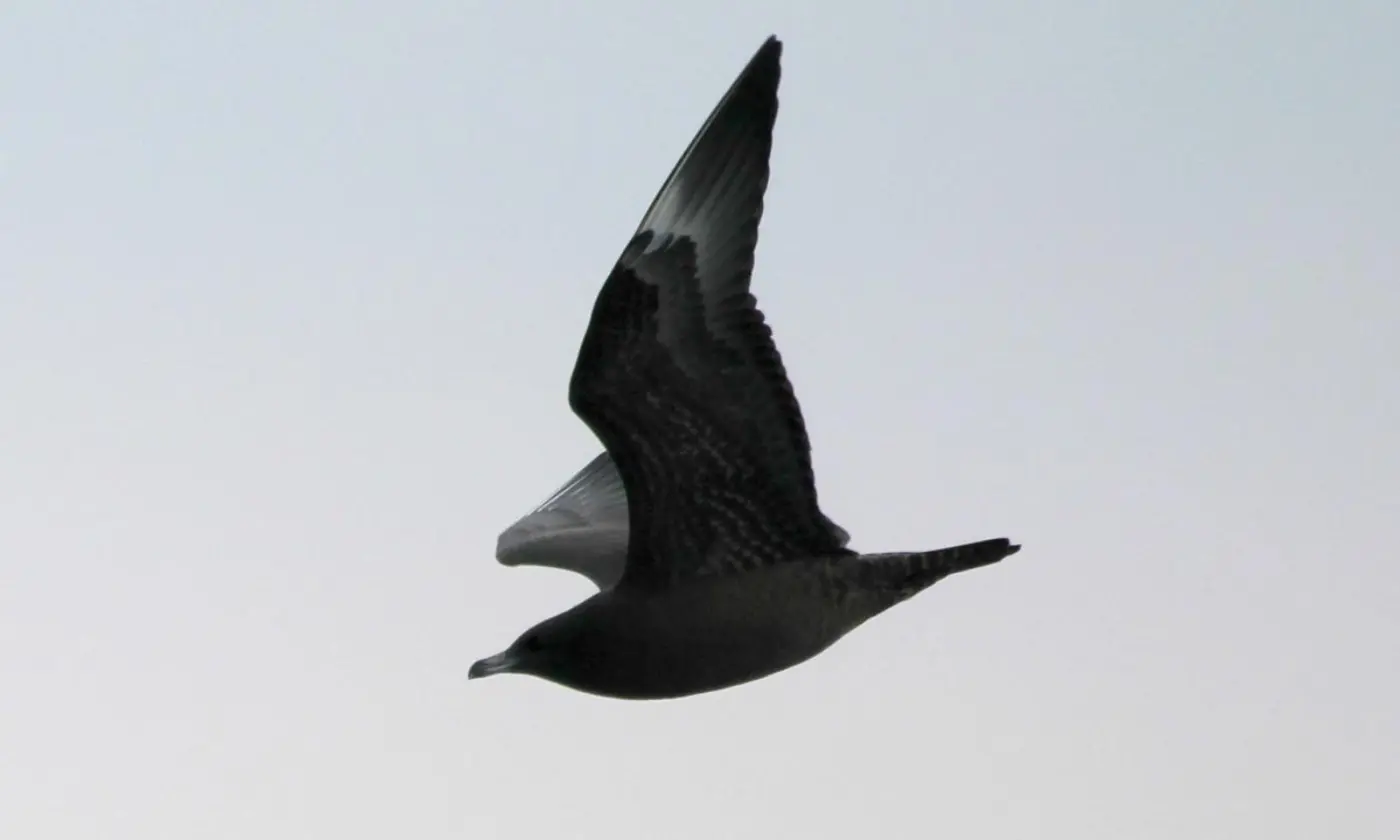 Moleiro-do-Ártico imaturo de fase escura em voo sobre o mar.
