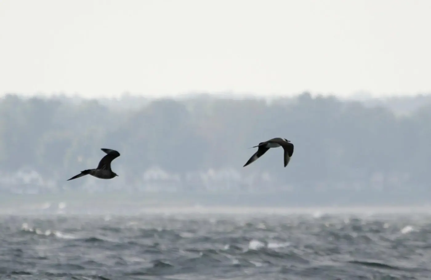 Dois moleiros-pequenos em voo, um adulto e um imaturo, sobre o mar.