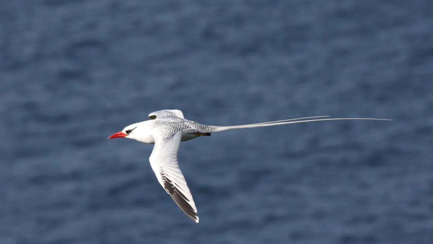Rabijunco em voo, com plumagem predominantemente branca, bico vermelho vivo e longas penas caudais centrais brancas.