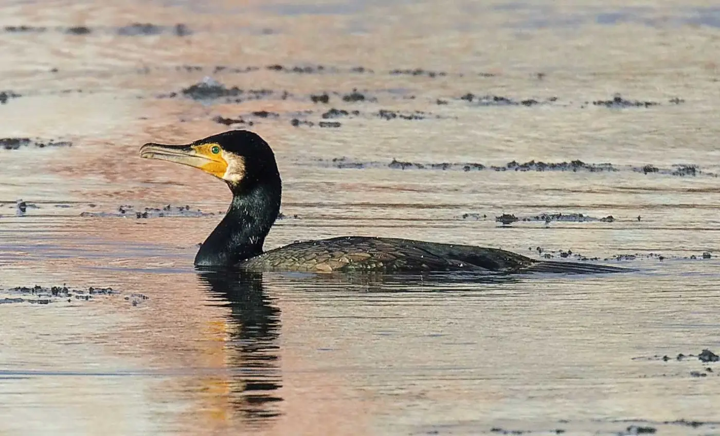 Corvo-marinho na água de um rio.