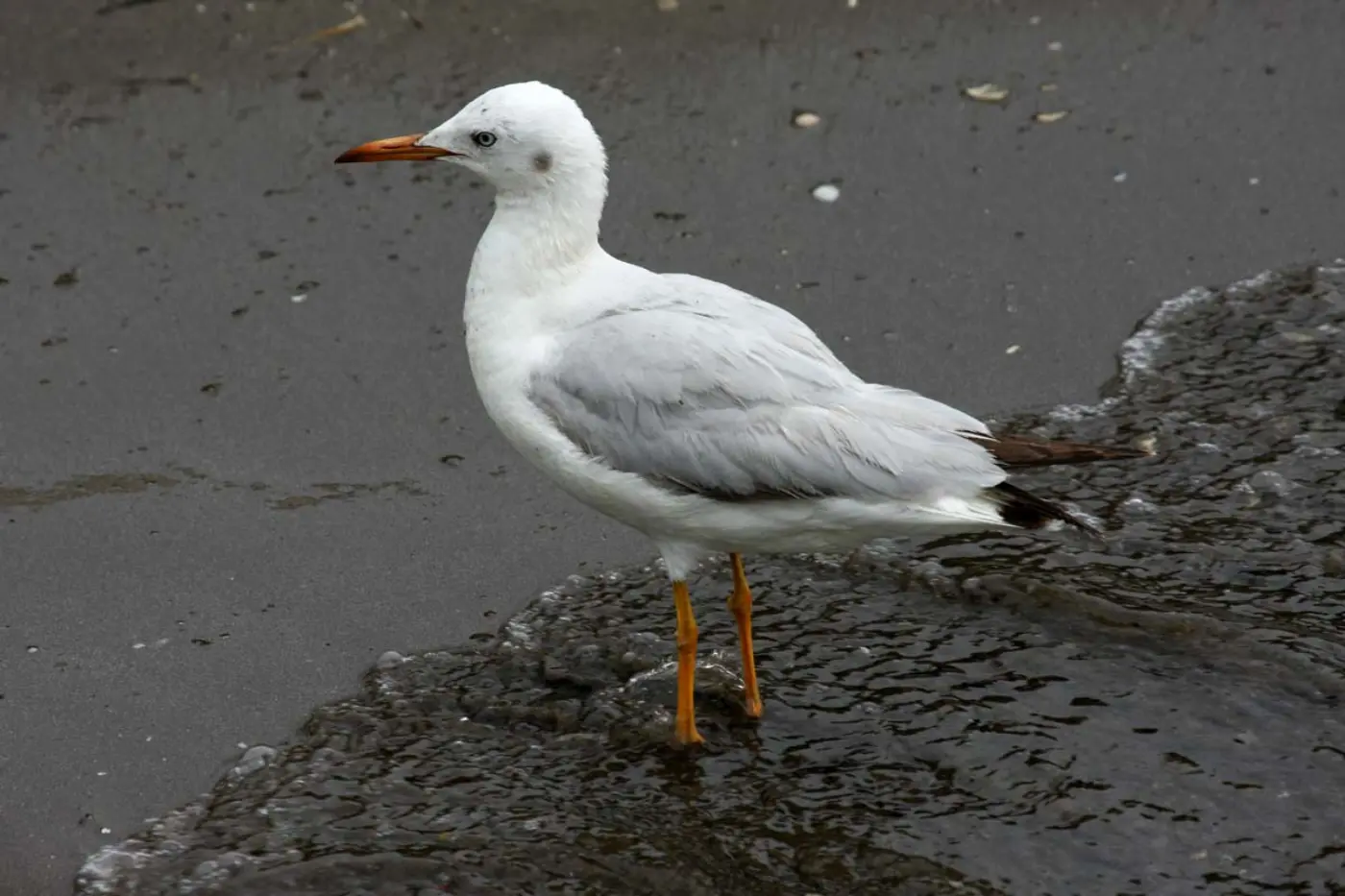 Gaivota-de-bico-fino adulta em plumagem de inverno, pousada na areia junto à água.