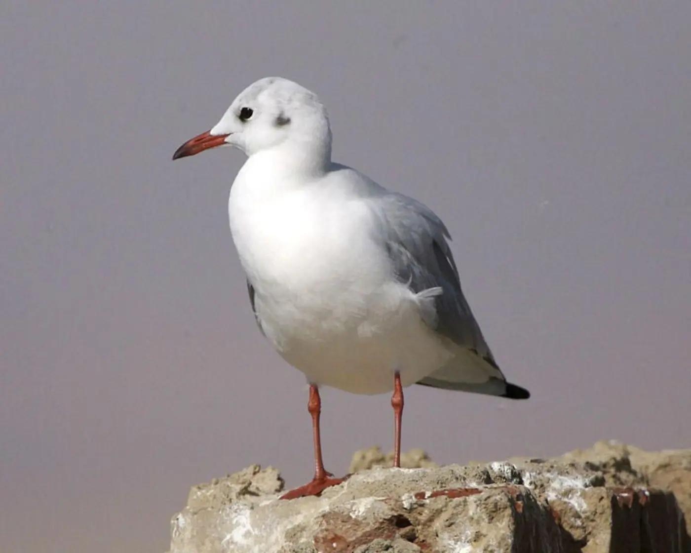 Gaivota-de-bico-fino adulta em plumagem de inverno, pousada numa rocha.