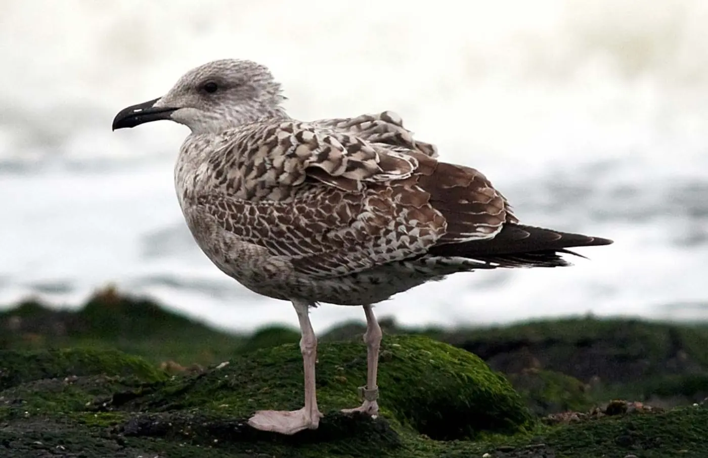 Gaivota-de-patas-amarelas imatura de primeiro ano pousada, plumagem fortemente listada de castanho.