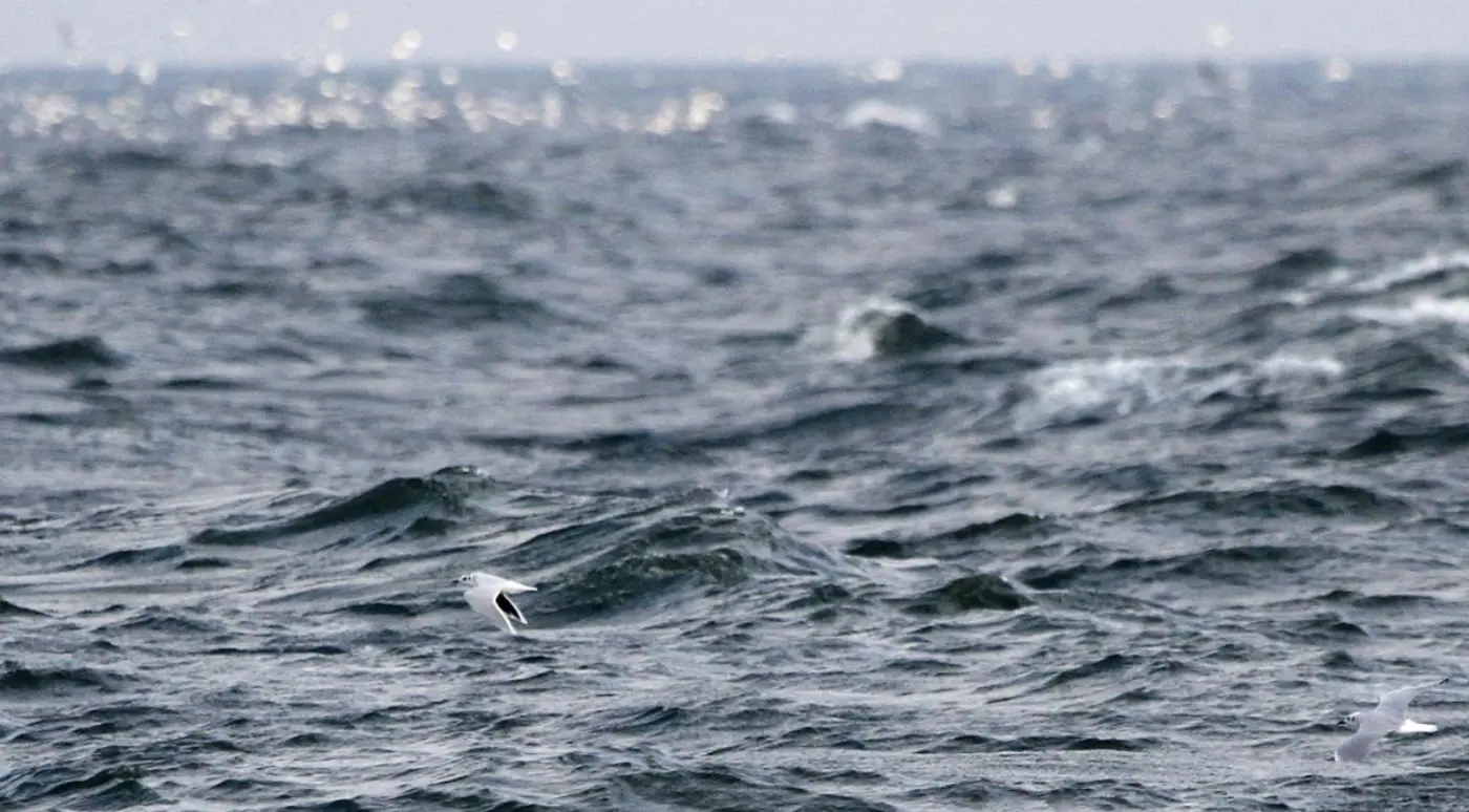 Gaivota-pequena em voo sobre o mar agitado.