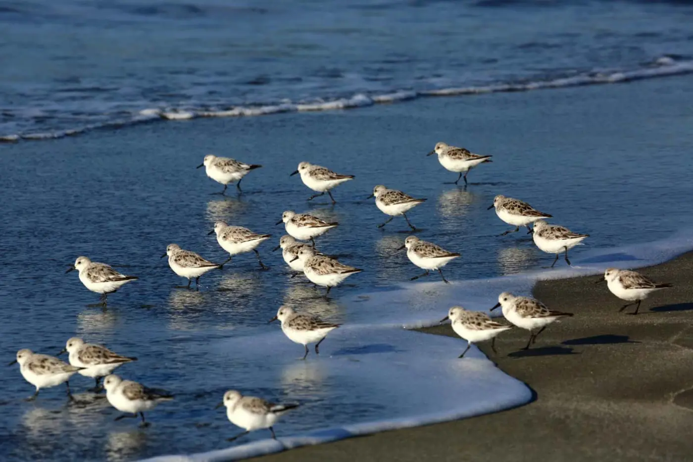 Grupo de pilritos-das-praias na areia junto à linha de maré