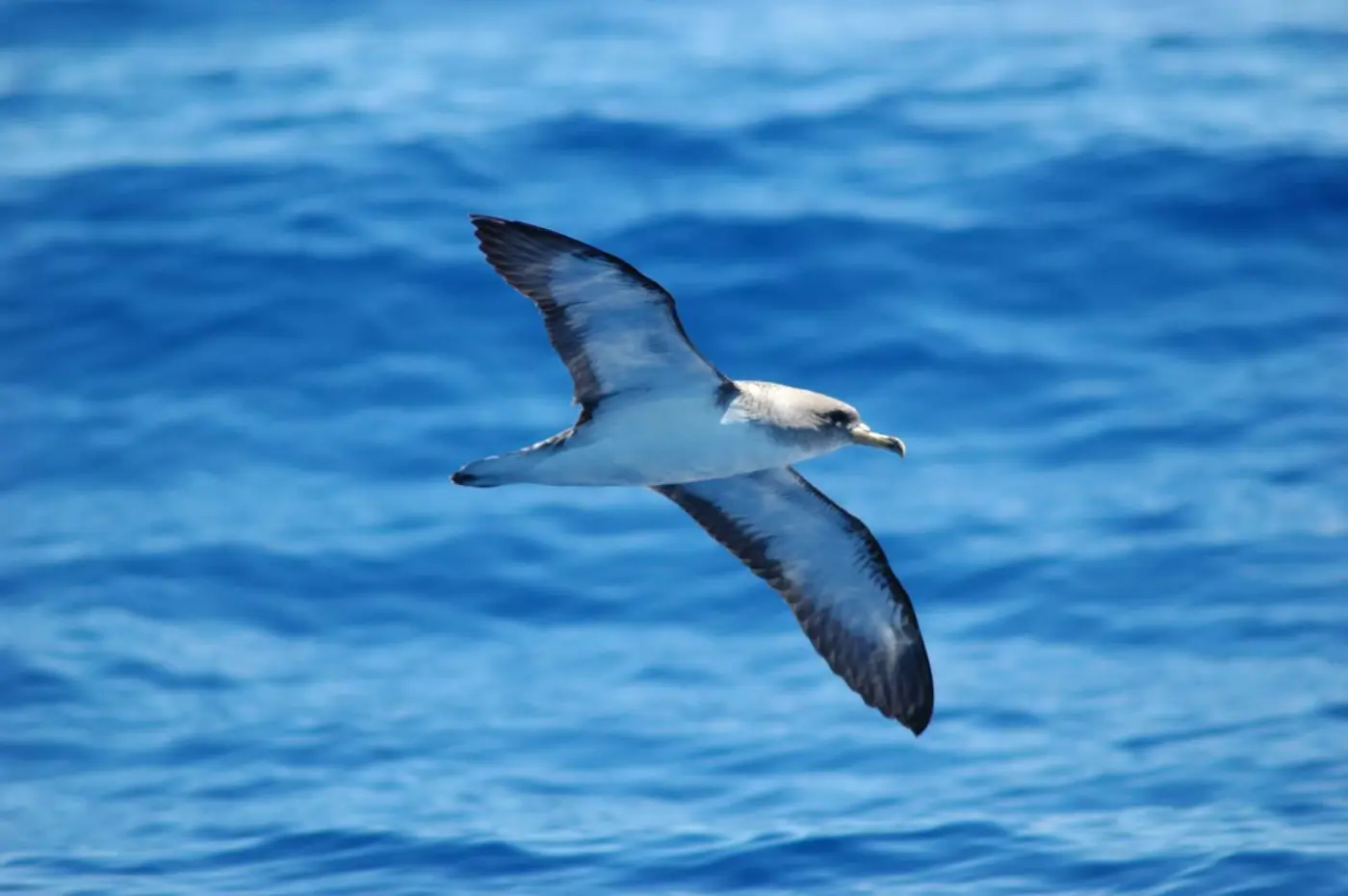 Cagarra a voar sobre o mar, com a face ventral visível.
