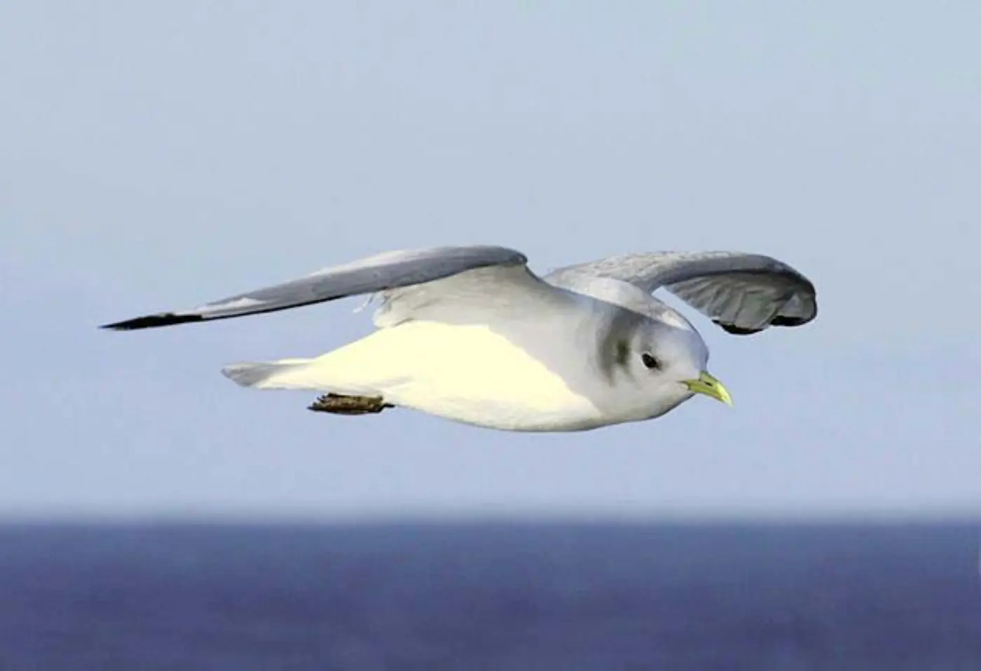 Gaivota-tridáctila adulta em plumagem de não reprodução, em voo sobre o mar, com cabeça branca e mancha escura no ouvido
