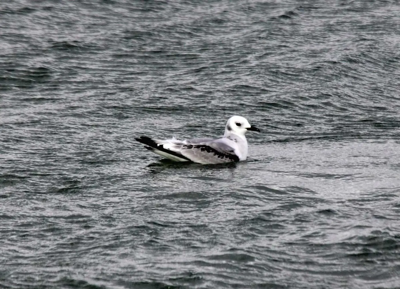 Gaivota-tridáctila imatura pousada na água, com padrão escuro nas asas.