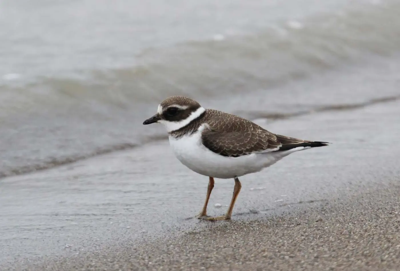Borrelho-grande-de-coleira juvenil a andar na linha de maré, com plumagem mais pálida e escamosa no dorso, colar peitoral pouco definido e tons acastanhados suaves.