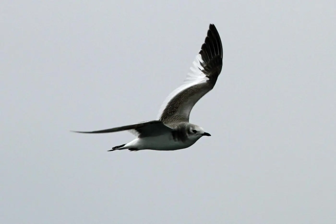 Gaivota-de-Sabine imatura em voo