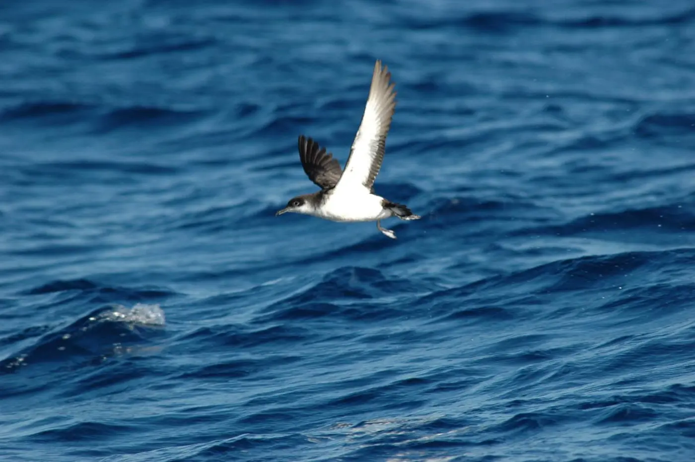 Pardela-do-atlântico em voo sobre o mar, com a face ventral branca visível.