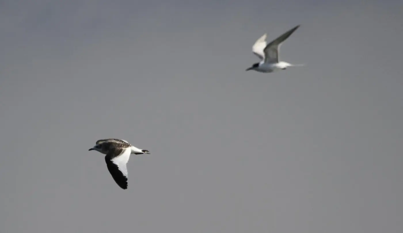Gaivota-de-Sabine imatura em voo, com um garajau ao fundo.