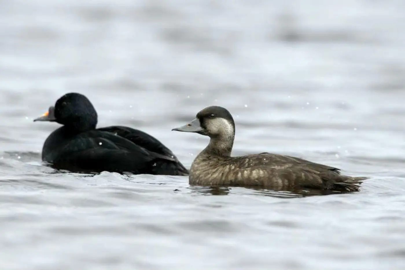 Negrola macho e fêmea a flutuar juntos no mar, o macho com plumagem negra e bico preto e amarelo, a fêmea castanha com face mais clara.