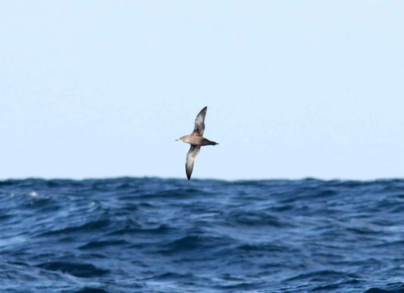 Pardela-preta a voar sobre o mar.
