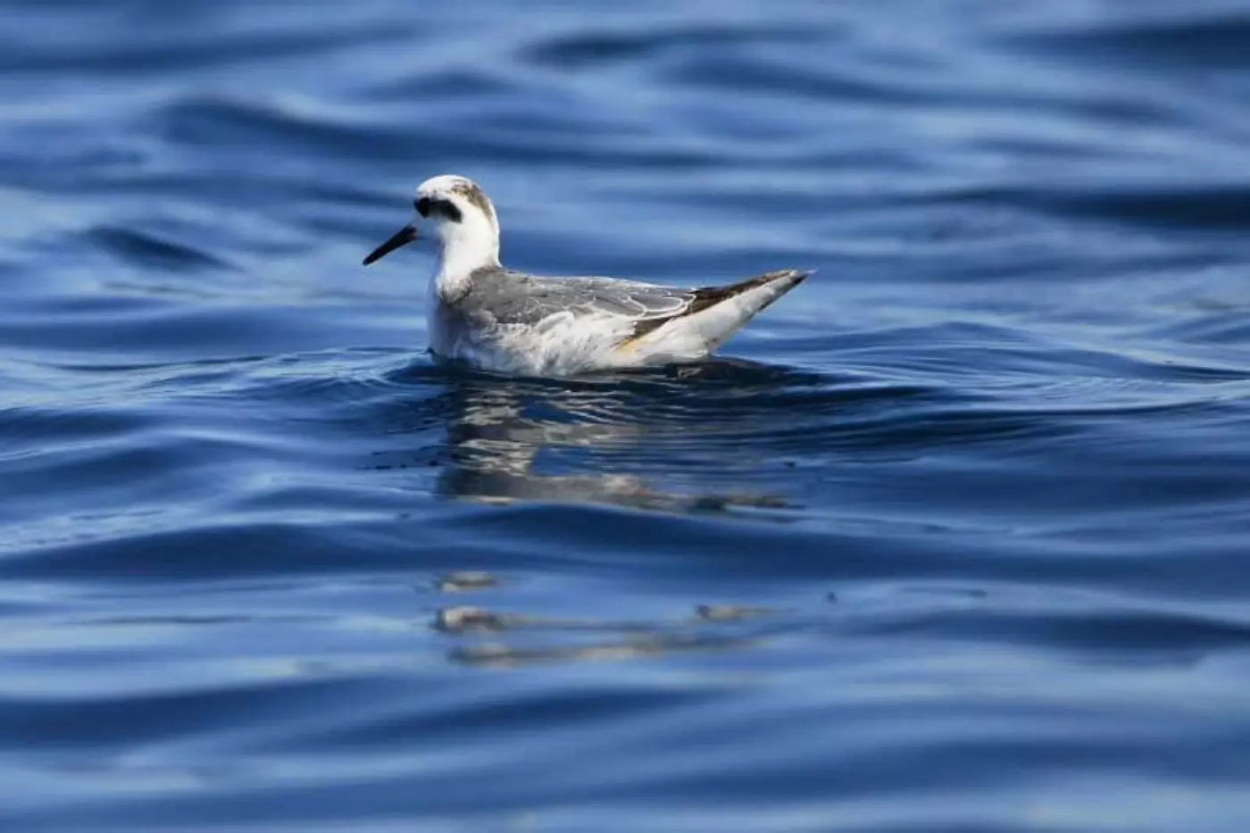 Falaropo-de-bico-grosso pousado no mar.