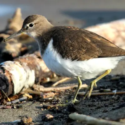 Maçarico-das-rochas a caminhar na areia junto ao mar, com plumagem castanho-acastanhada nas partes superiores e partes inferiores claras.