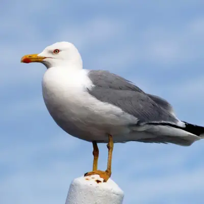 Gaivota-de-patas-amarelas adulta pousada, com patas amarelas vivas, bico amarelo e manto e asas cinzento-médio