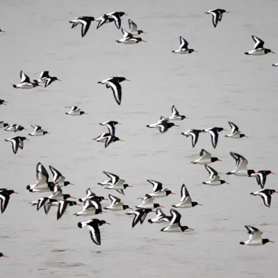 Grupo de ostraceiros em voo sobre a água