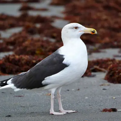 Gaivotão-real adulto em plumagem invernante, com dorso e asas cinzento-escuro a quase preto, pousado na praia.